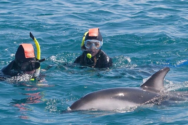 Kaikoura Day Tour With Dolphin Encounter From Christchurch - Photo 1 of 10